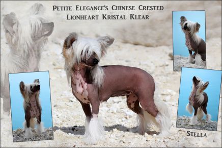 lionheart kristal klear chinese crested dog showdog 