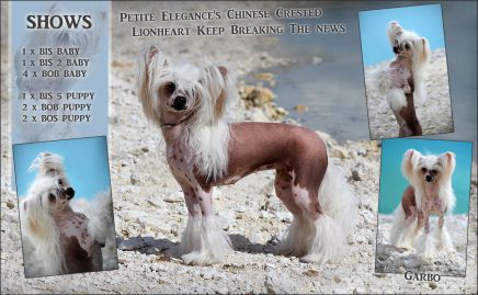 Lionheart Keep breaking the news chinese crested dog showdog