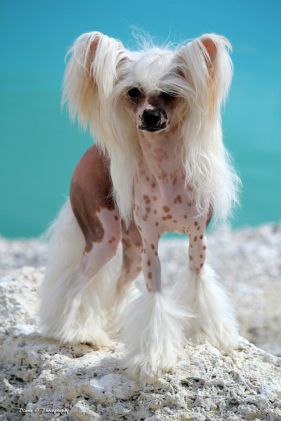 Lionheart Keep breaking the news chinese crested
