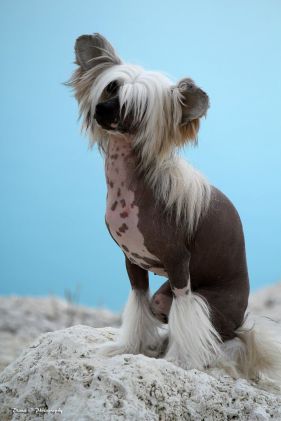 Lionheart Kristal klear chinese crested