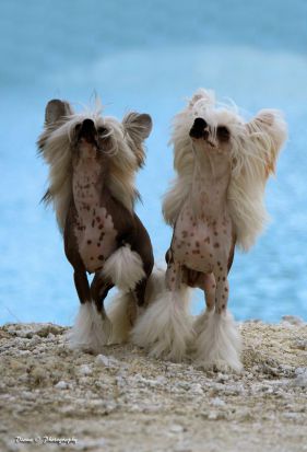 chinese crested dog pictures