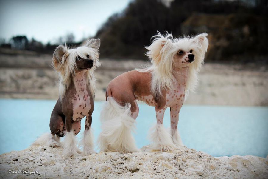 chinese crested showdogs