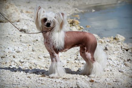 Lionheart Keep breaking the news chinese crested dog showdog